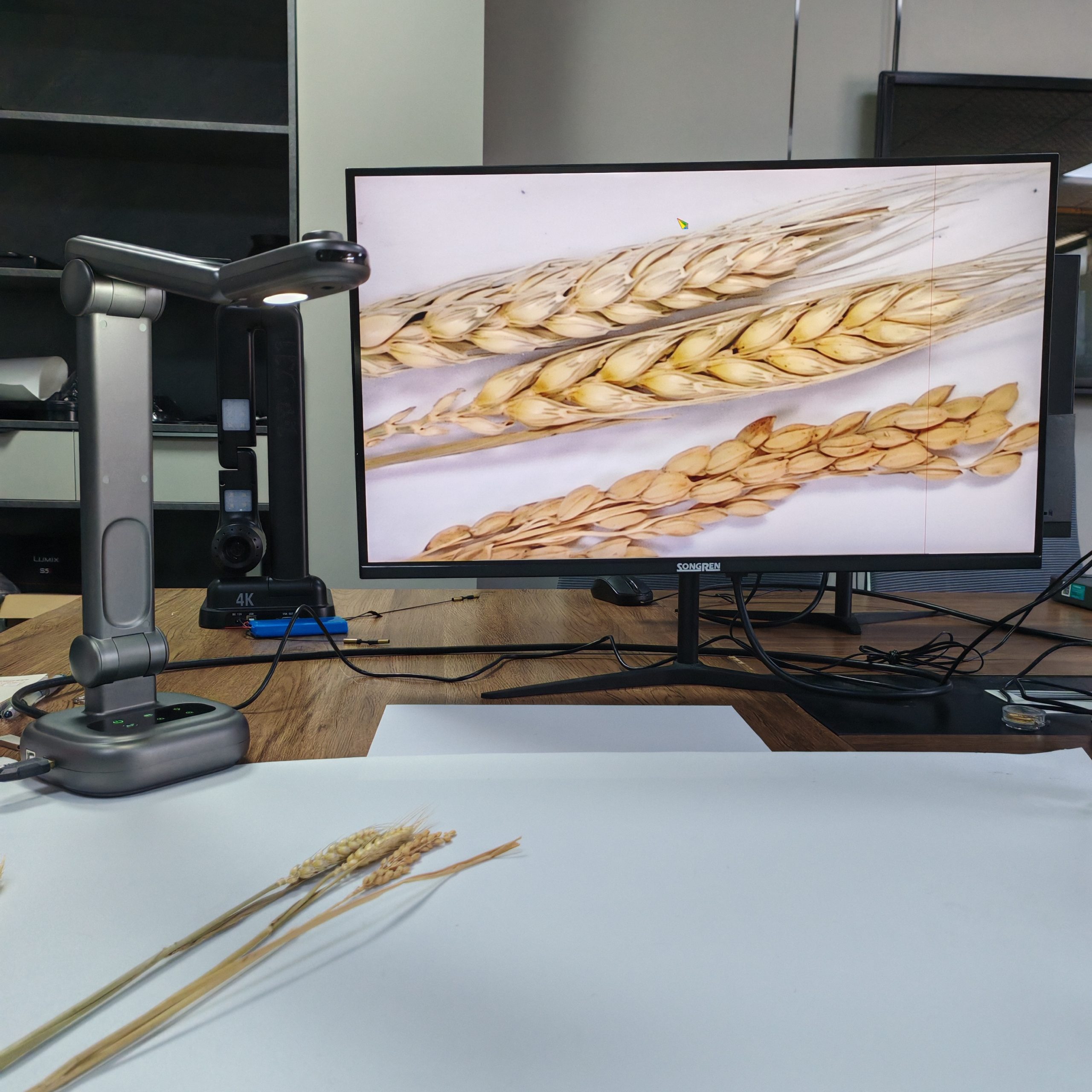 FT-F903 document camera showing magnified wheat image on 4K display